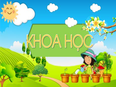 Bài giảng Khoa học Lớp 4 - Tuần 14, Bài: Thực vật cần gì để sống và phát triển (Tiết 1)