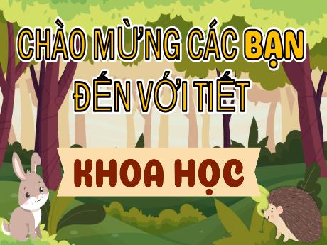 Bài giảng Khoa học Lớp 4 - Tuần 14, Bài: Thực vật cần gì để sống và phát triển (Tiết 2)
