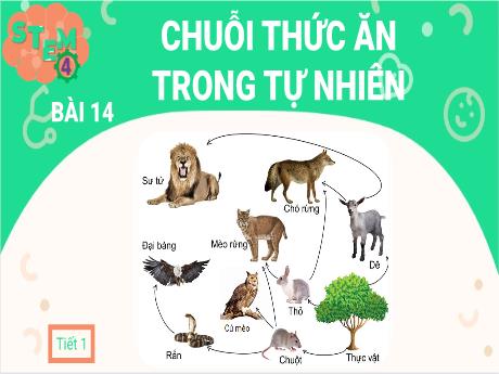Bài giảng STEM Lớp 4 - Bài 14: Chuỗi thức ăn trong tự nhiên