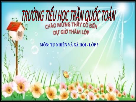 Bài học STEM Tự nhiên và xã hội Lớp 3 - Bài: Sổ tay thực vật quanh em (Tiết 3) - Năm học 2023-2024